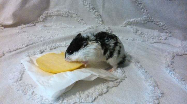 Mascota_Héctor_Rodríguez