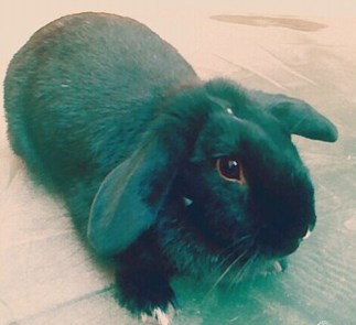 Mascota_Claudia_Moyano